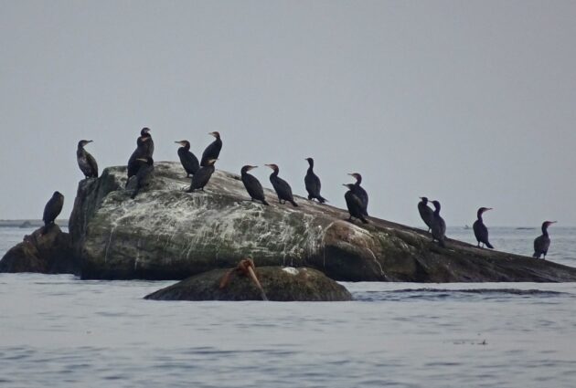 Fåglar på sten i havet.