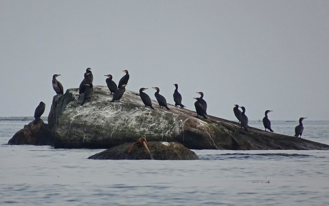 Fåglar på sten i havet.