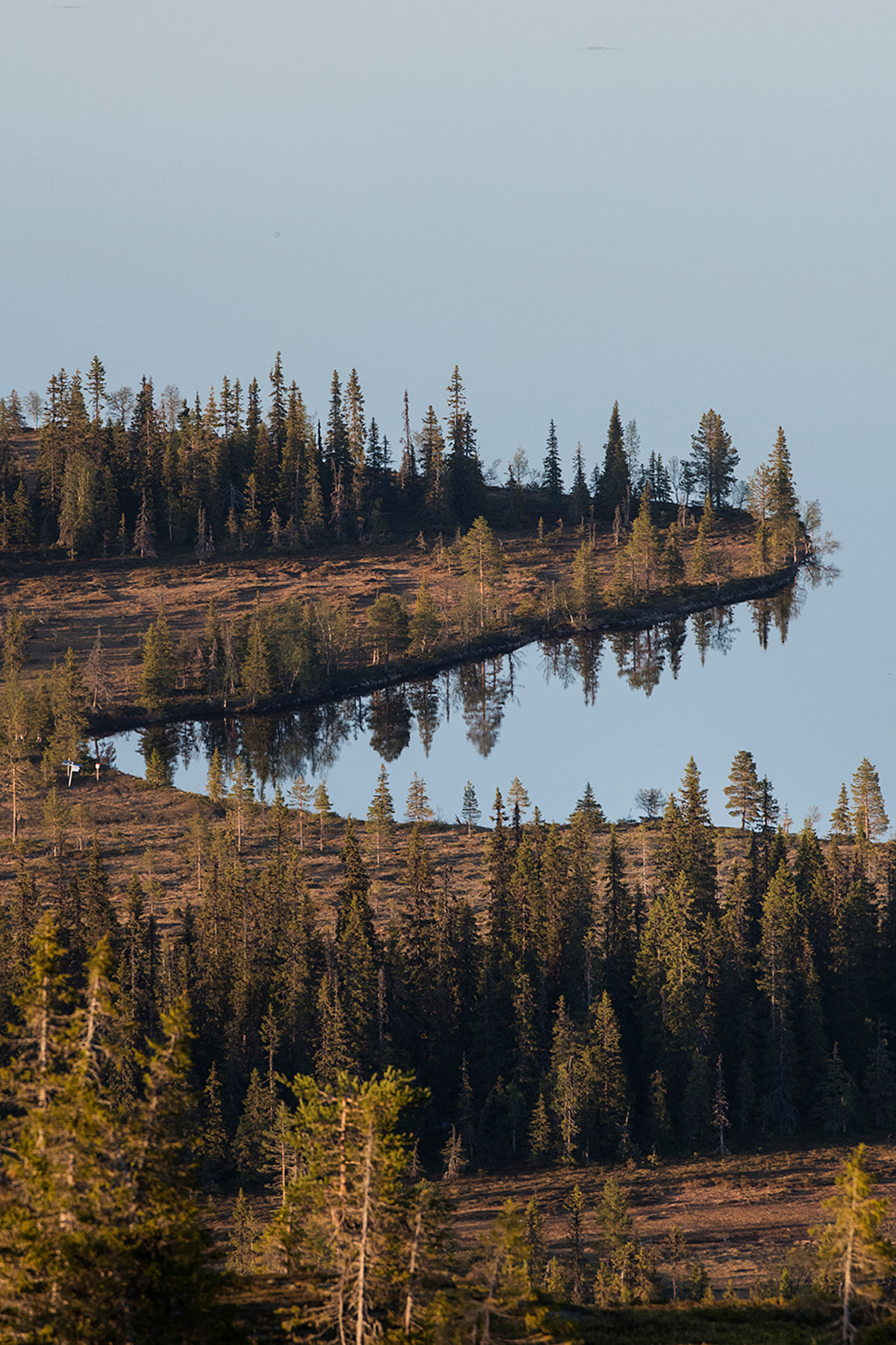 Skog i Arjeplog