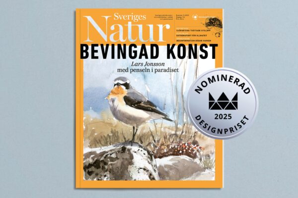 Tidningsomslag
